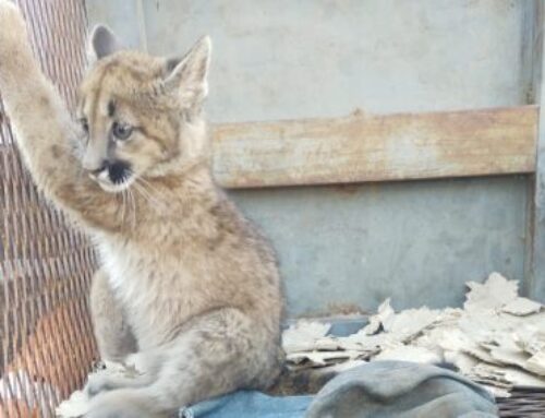 Un cachorro de puma fue rescatado y trasladado a la Reserva Floro Faunística de La Florida