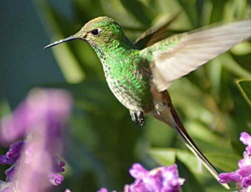 Realizaron un tremendo avistaje de colibríes en la Villa de Merlo