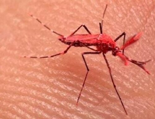 Mendoza combate el dengue liberando mosquitos rojos estériles: piden no matarlos